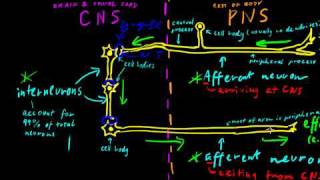 Part 2  Classes of Neurons [upl. by Heyes289]