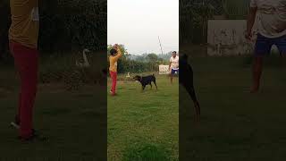 Doberman dog is trying best to get the ball from kid  shorts short dogshorts doglover doberman [upl. by Anitnauq97]