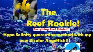 Hypo salinity quarantine method with bicolor angelfish [upl. by Wald964]