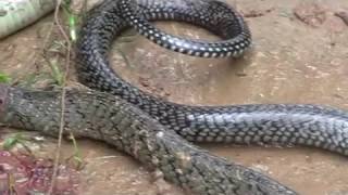 BANACON COBRA POISONOUS SNAKES ENCOUNTER EXPAT FOREIGNER PHILIPPINES [upl. by Nivalc]