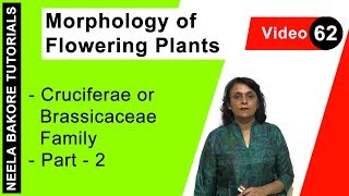 Morphology of Flowering Plants  NEET  Cruciferae or Brassicaceae Family  Part 2  Neela Bakore [upl. by Orms927]