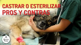 ¿Qué es mejor castrar o esterilizar a un perro [upl. by Yoccm]