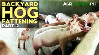 Backyard Hog Fattening Part 2  Hog Fattening Management  Agribusiness Philippines [upl. by Ravi]