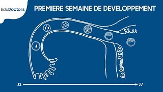 Première semaine de développement embryonnaire  Embryologie Générale [upl. by Eniksre]