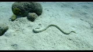 Tiger Snake Eel looking for food in the sand [upl. by Nothgierc]