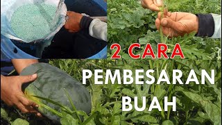 Cara Pembesaran Buah Semangka  Citrullus lanatus [upl. by Tempa]