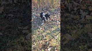 Wabbit hunting ricky rabbit hunting dog dachshund wabbit [upl. by Kauppi]