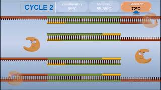 Polymerase Chain Reaction PCR [upl. by Sylvester190]