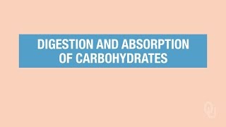 Human Physiology  Carbohydrates Digestion and Absorption [upl. by Oba118]