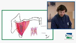 MYOLOGIE DE LEPAULE MUSCLES SUPERFICIELS [upl. by Hartley]