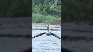 Insane pelican tries to steal a fish from an Osprey nature [upl. by Agna504]