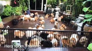 Pomeranian from Thailand by Hero’spom Thailand [upl. by Clarke304]