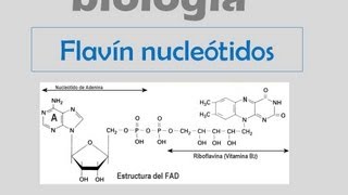 Coenzimas  Flavín nucleótidos [upl. by Inavihs56]