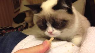 Grumpy Cat getting treats after being on the TODAY show [upl. by Parthena]