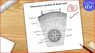 Dicot root diagram drawing  Easy step by step [upl. by Madanhoj23]