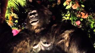 Rainforest Cafe Gorilla [upl. by Ynnelg]