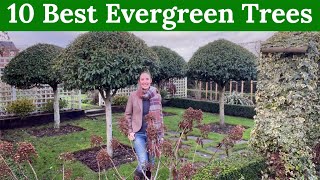 10 Best Evergreen Trees for year round structure [upl. by Rotceh]