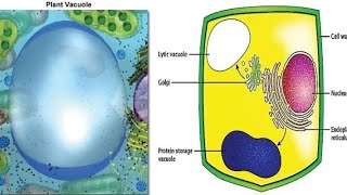 what is vacuole and part vacuoles [upl. by Jacob]