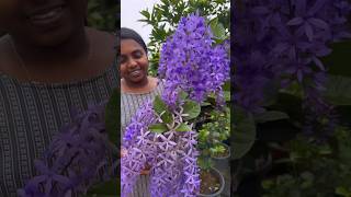 Most Beautiful PETREA 💜 Sandpaper Vine💜 Order through Website shortsfeed shorts [upl. by Ennailuj]