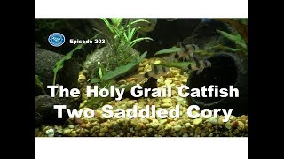 Holy Grail Catfish the Two Saddled Cory Cat  Episode 203 [upl. by Ziul]