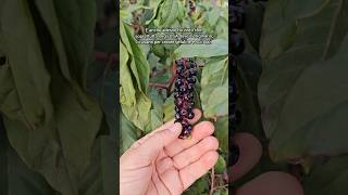 pokeweed poke fitolacca fitolaccaamericana Phytolaccaamericana Phytolacca foraging fruit [upl. by Hako]