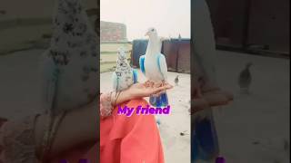 Chhaudege na ham Tera sath O sathi pigeon bird sortvideo trending viralvideo kabootarandaka [upl. by Annaeoj894]