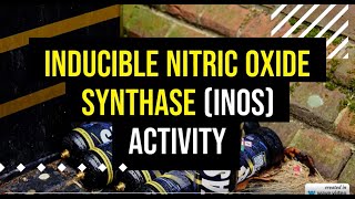 Inducible Nitric Oxide Synthase iNOS Activity [upl. by Francklin]