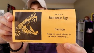 OPENING RATTLESNAKE EGGS [upl. by Amaerd]