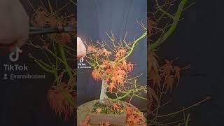 bonsai japanesemaple defoliation fallcolors silhouette bonsaitree bonsaistyling zen [upl. by Mharba247]