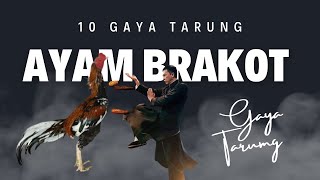 10 Gaya Bertarung Ayam Brakot yang Paling Mematikan [upl. by Krista893]