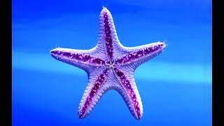 New Antarctic Starfish Are Doting Parents and Vicious Predators [upl. by Ingles]