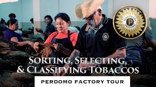 PERDOMO CIGARS Factory Tour  Sorting Selecting amp Classifying Department in Esteli Nicaragua [upl. by Colfin685]