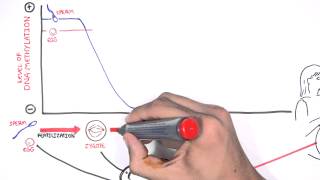 DNA Methylation and Development [upl. by Ban341]