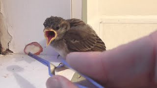 Helping a baby sparrow [upl. by Eachern]