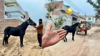 Cassy Ko Donkey Pasand A Gya 😫 [upl. by Sobel]