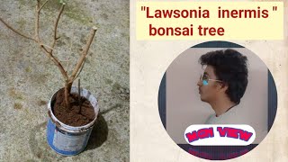 MakingquotLawsonia inermis quotbonsai tree 🪴 [upl. by Veronique]