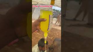 Cow Treatment youtube viralvideo viralreels viralshorts [upl. by Fitalludba]