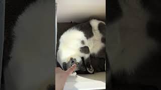 Do not point your finger at me 可愛い猫 catcutecatcatloverfunnycat猫 [upl. by Luar]