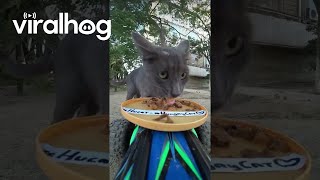 Remote Controlled Cat Feeding Car  ViralHog [upl. by Ailekat]