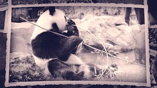 Photos souvenirs des pandas géants de Beauval  Souvenir photos of the giant pandas of Beauval [upl. by Ravid]