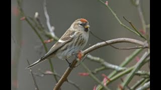 Lesser redpoll 1h bird sound [upl. by Cavallaro]