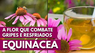 EQUINÁCEA A FLOR QUE COMBATE GRIPES E RESFRIADOS 016 [upl. by Latona]