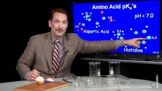 Amino Acid pKa [upl. by Furie604]