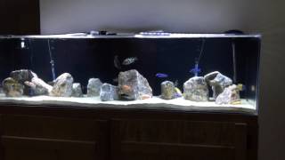 240g 8ft African Cichlid fish tank [upl. by Mayrim548]