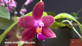 OrchidWeb  Phalaenopsis species [upl. by Poole]