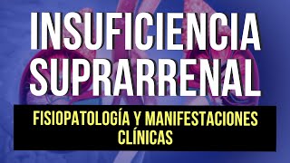 Insuficiencia suprarrenal 🩺 Definición Fisiopatología y Manifestaciones clínicas Parte 1 [upl. by Alrahc41]