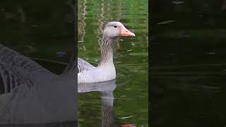 Greylag Goose family with 5 goslings Greylag Goslings sound part5 [upl. by Rednaskela]