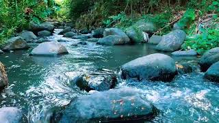 Relaxing birds amp water sounds nature river sounds for sleep meditation relaxation flowing water [upl. by Nawad]