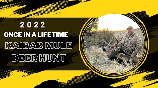 2022 Kaibab Late Mule Deer Hunt [upl. by Alyek526]