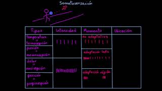 Sistema somatosensorial  Procesar el entorno  Khan Academy en Español [upl. by Gardner]